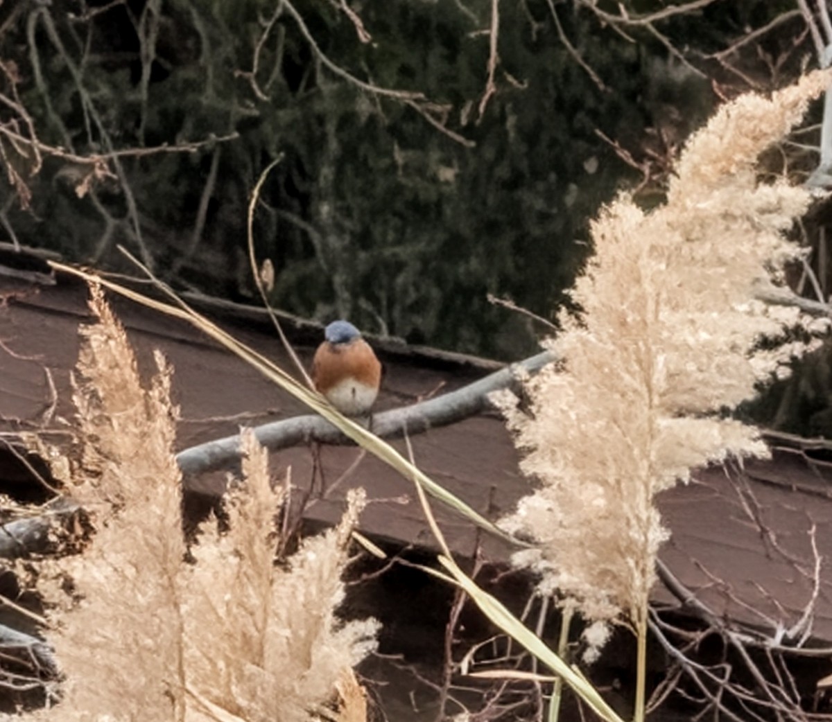 Eastern Bluebird - ML646656772