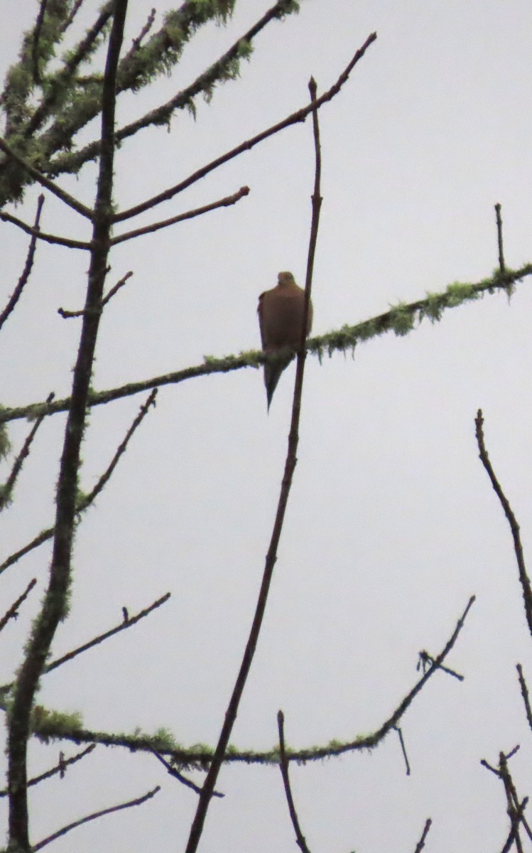 Zenaida Huilota - ML646656773