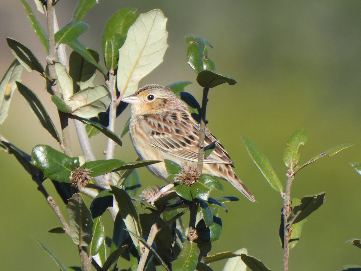 Grasshopper Sparrow - ML646656776