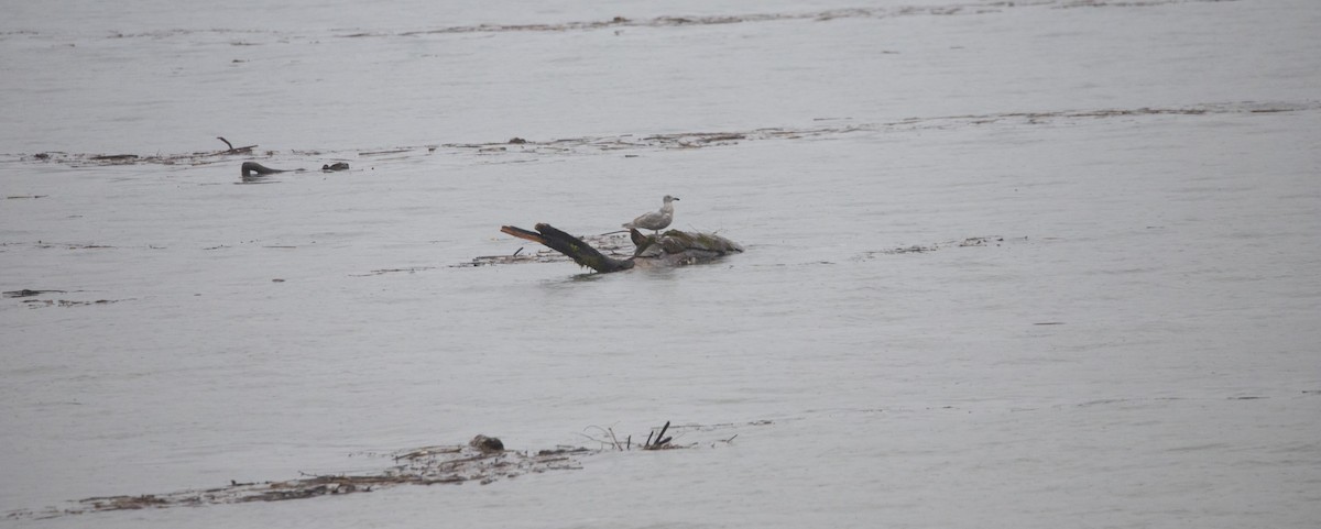 gull sp. - ML646656777