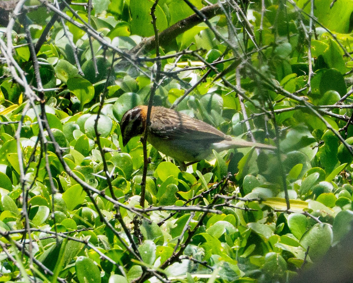 Rufous-collared Sparrow - ML646656780