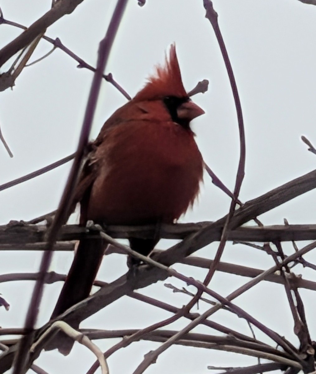 Northern Cardinal - ML646656781