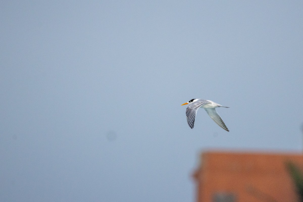 Tepeli Sumru - ML646656782