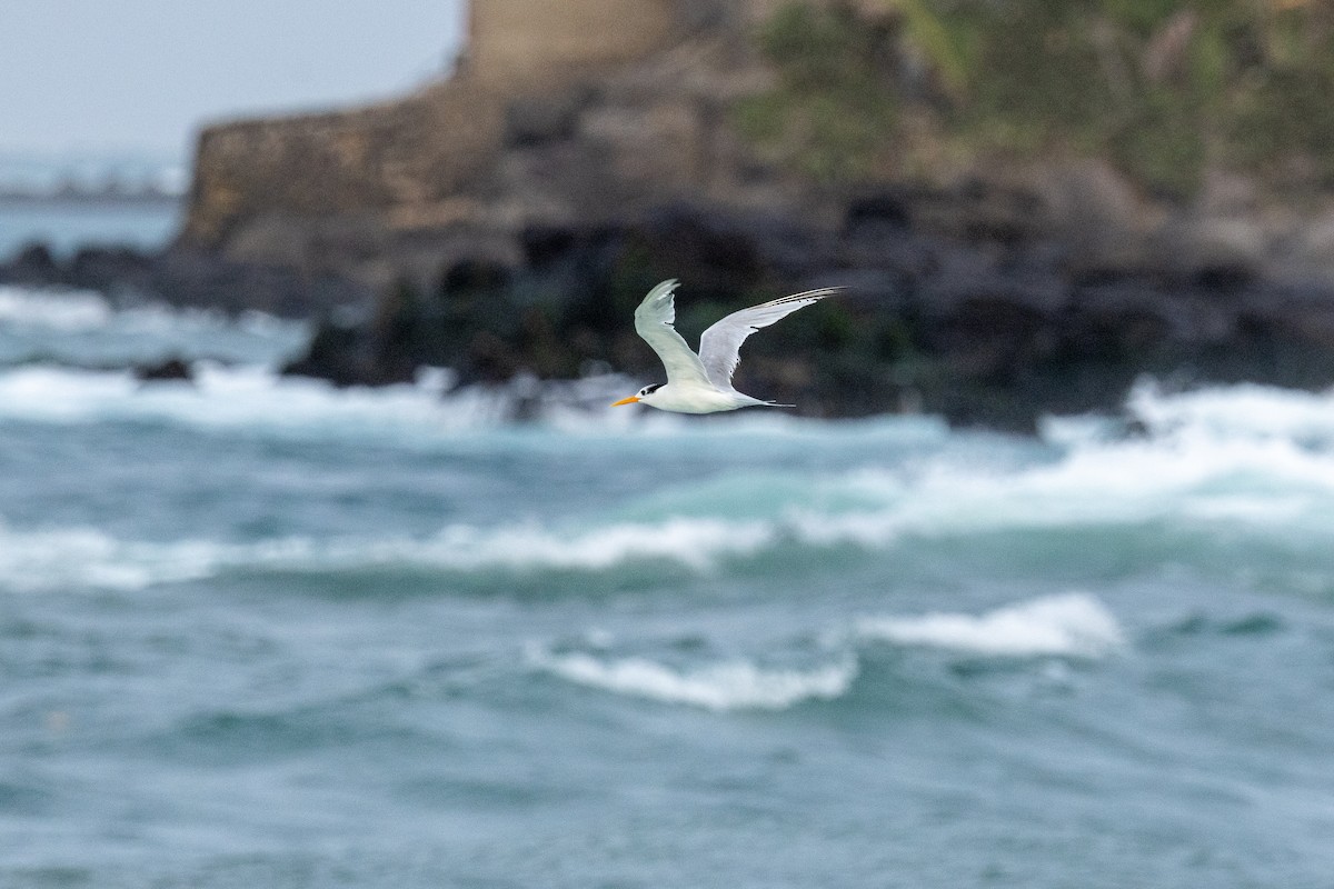 Tepeli Sumru - ML646656783