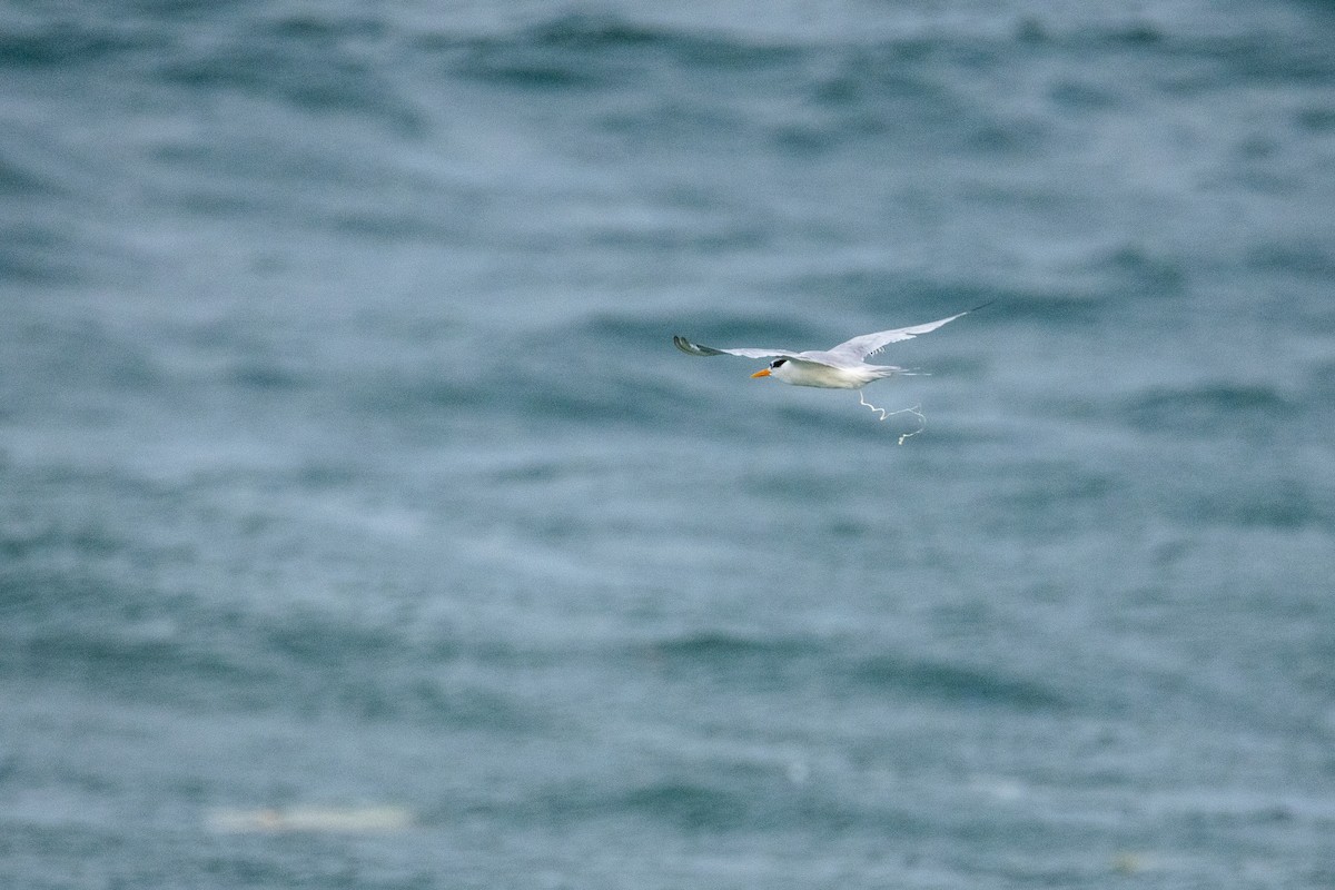 Tepeli Sumru - ML646656784