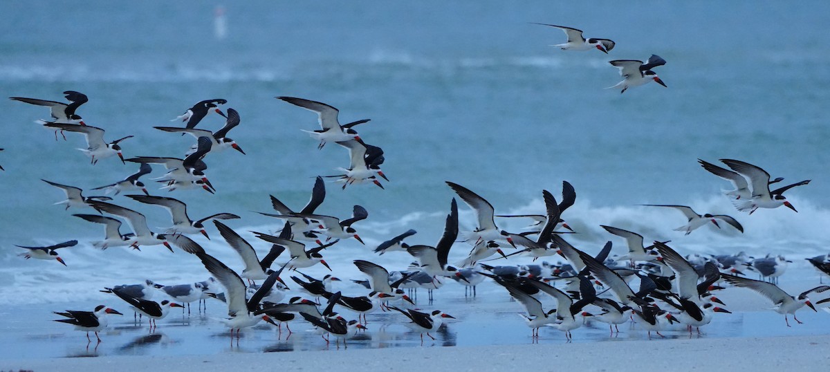 Aizturmoko amerikarra - ML646656785