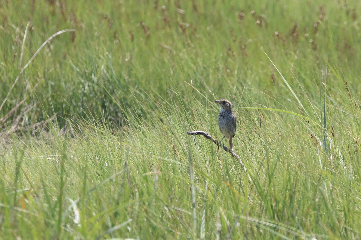 Saltmarsh Sparrow - ML646656786
