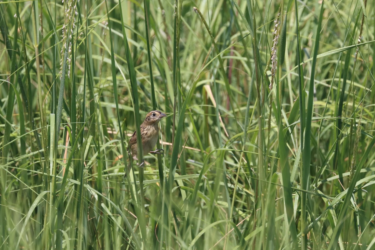 Saltmarsh Sparrow - ML646656787