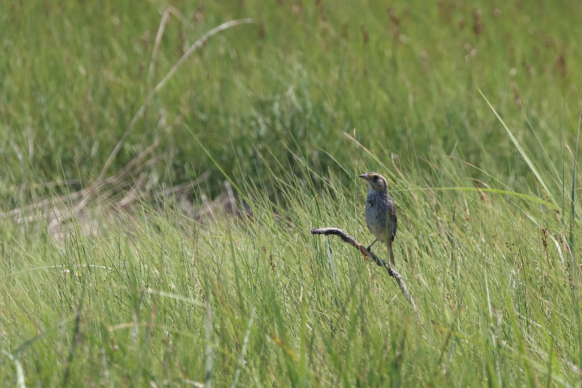 Saltmarsh Sparrow - ML646656788