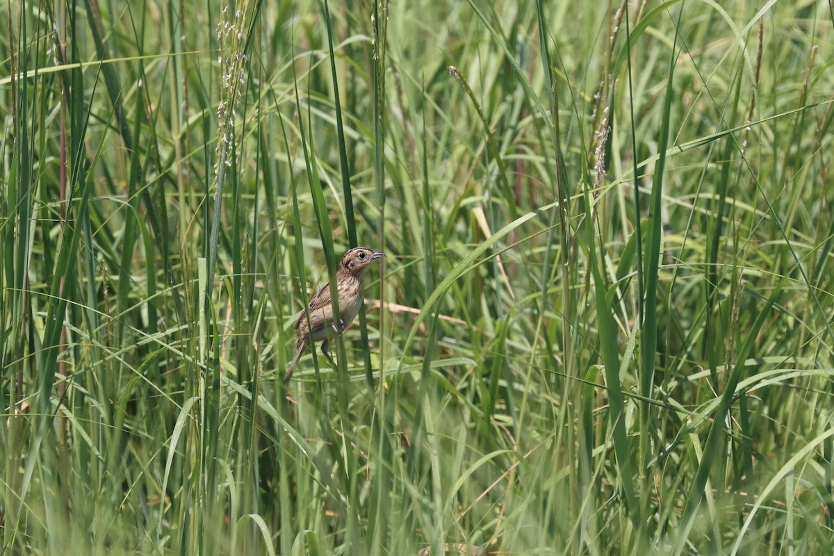 Saltmarsh Sparrow - ML646656789