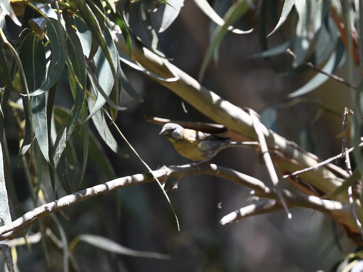 Gray-hooded Sierra Finch - ML646656794