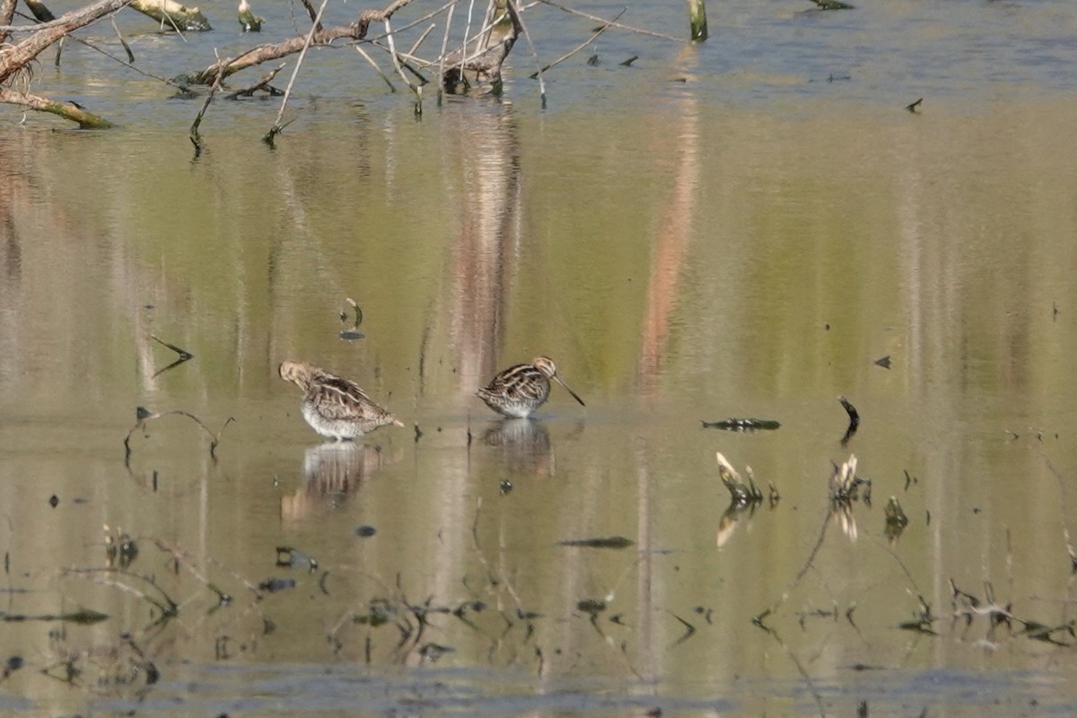 Wilson Suçulluğu - ML646656798