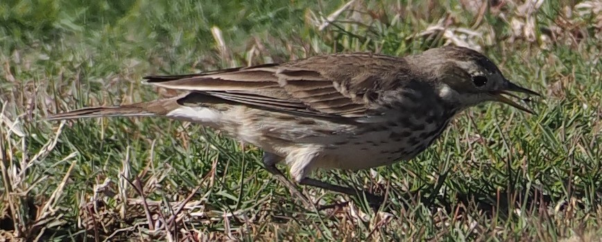 Water/Siberian/American Pipit - ML646656799