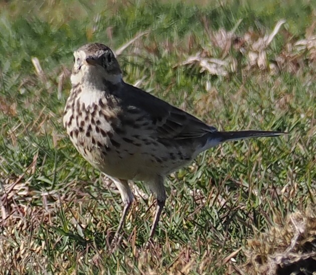 Water/Siberian/American Pipit - ML646656800