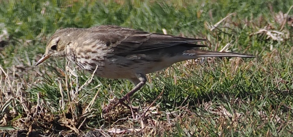 Water/Siberian/American Pipit - ML646656801
