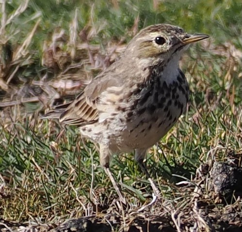 Water/Siberian/American Pipit - ML646656802
