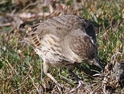 Water/Siberian/American Pipit - ML646656803