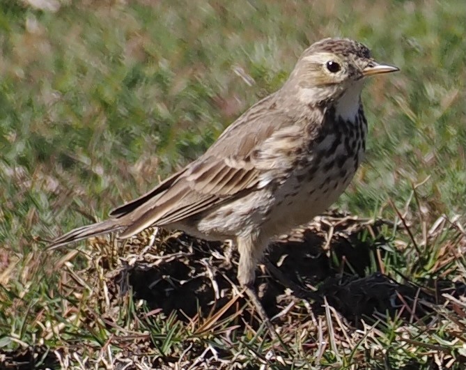 Water/Siberian/American Pipit - ML646656804