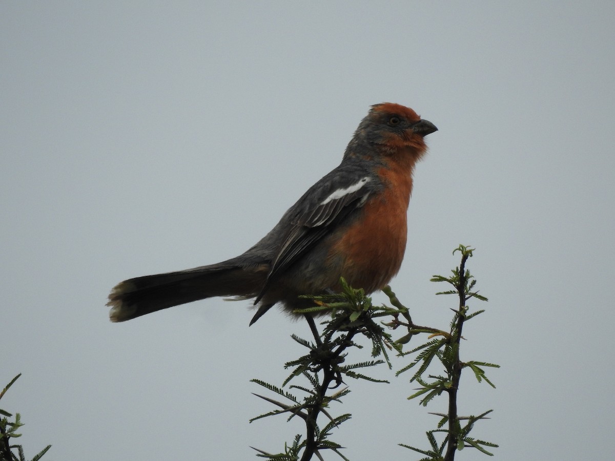 Рара червоновола - ML646656806