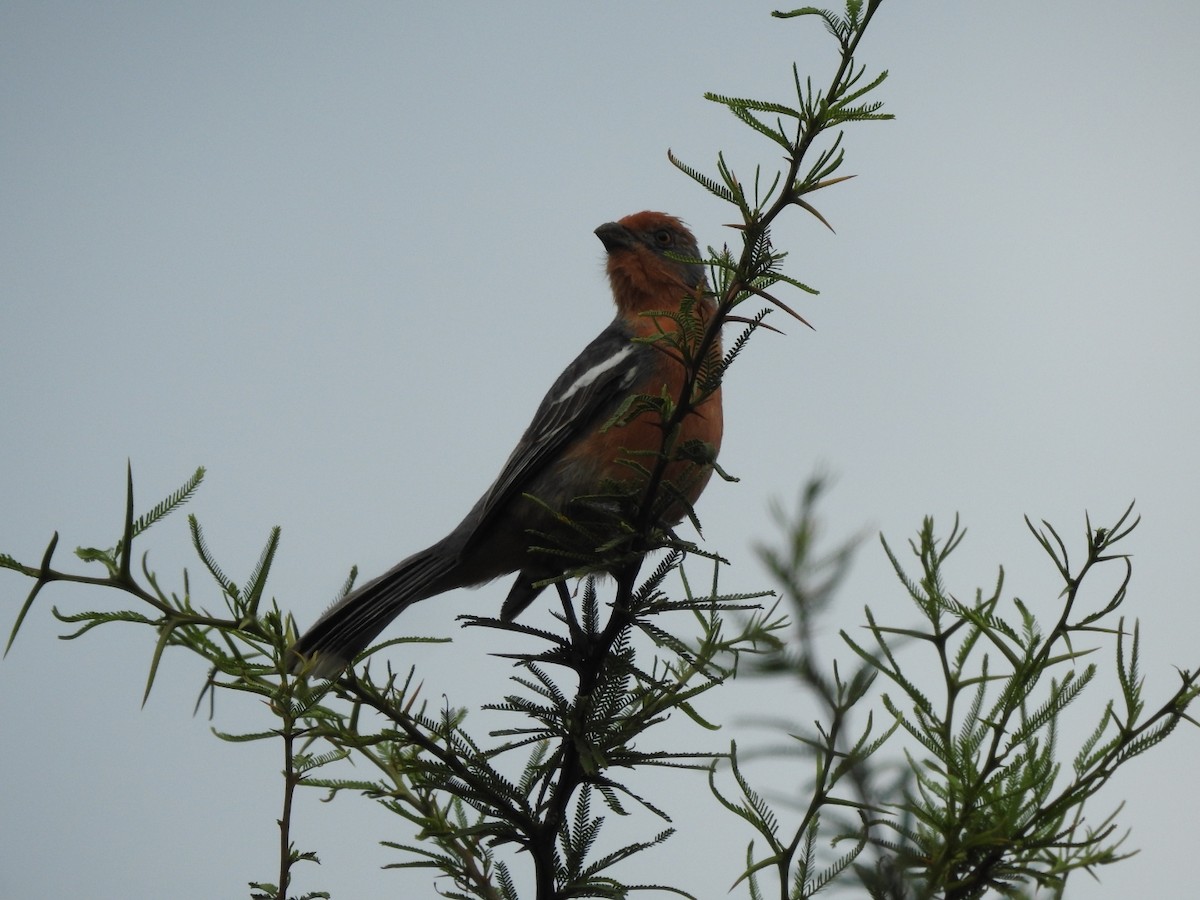 Рара червоновола - ML646656807