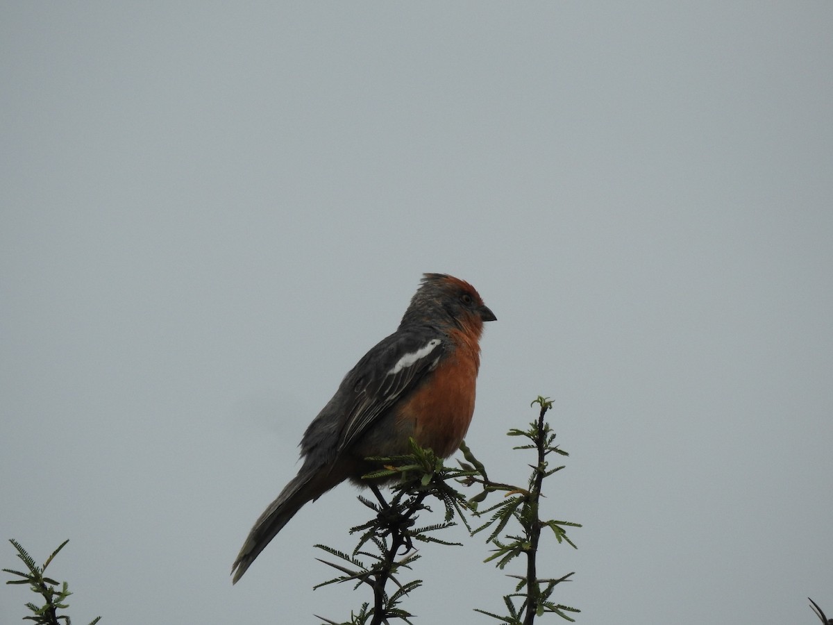 Рара червоновола - ML646656808