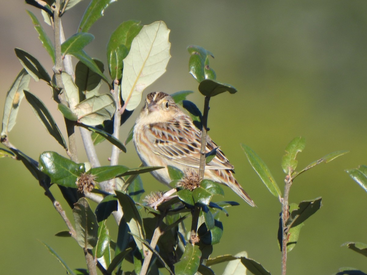 Grasshopper Sparrow - ML646656809