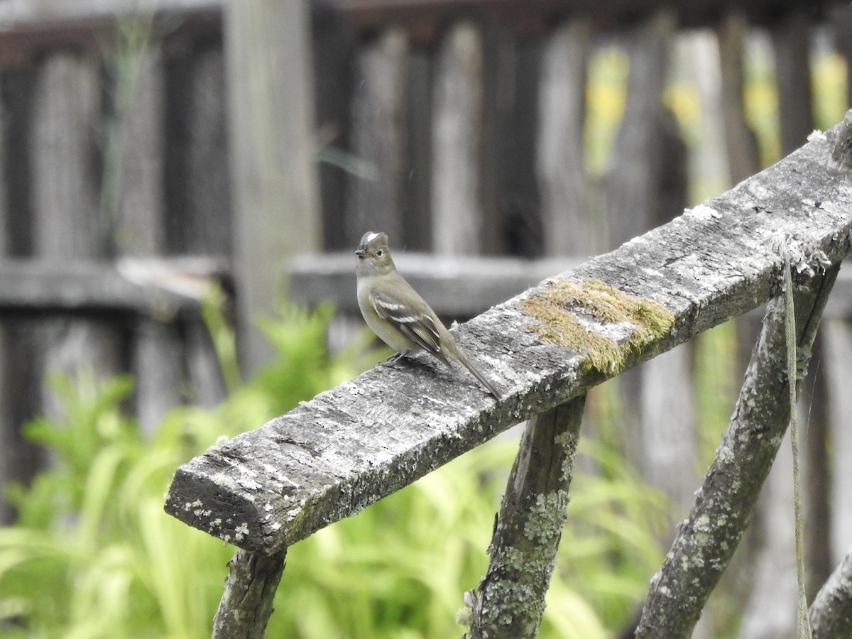 White-crested Elaenia - ML646656810