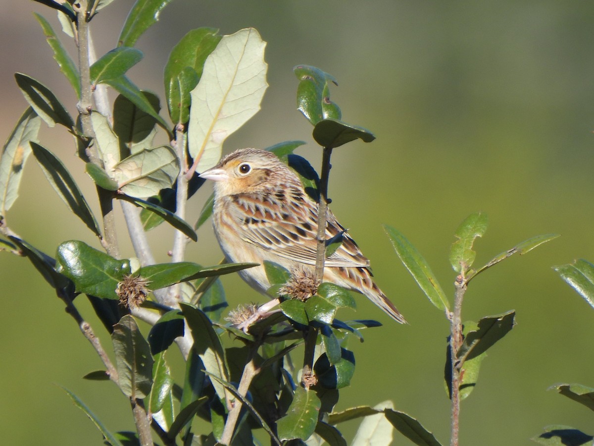 Grasshopper Sparrow - ML646656811