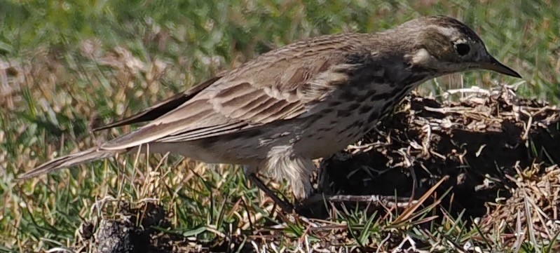 Water/Siberian/American Pipit - ML646656812