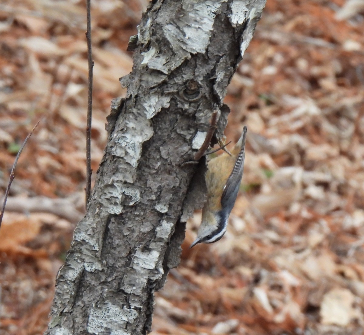 Red-breasted Nuthatch - ML646656814