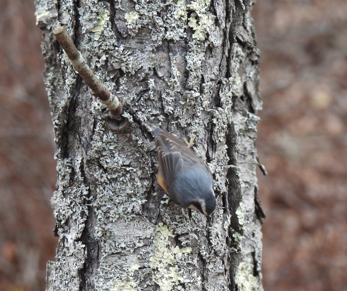 Red-breasted Nuthatch - ML646656815
