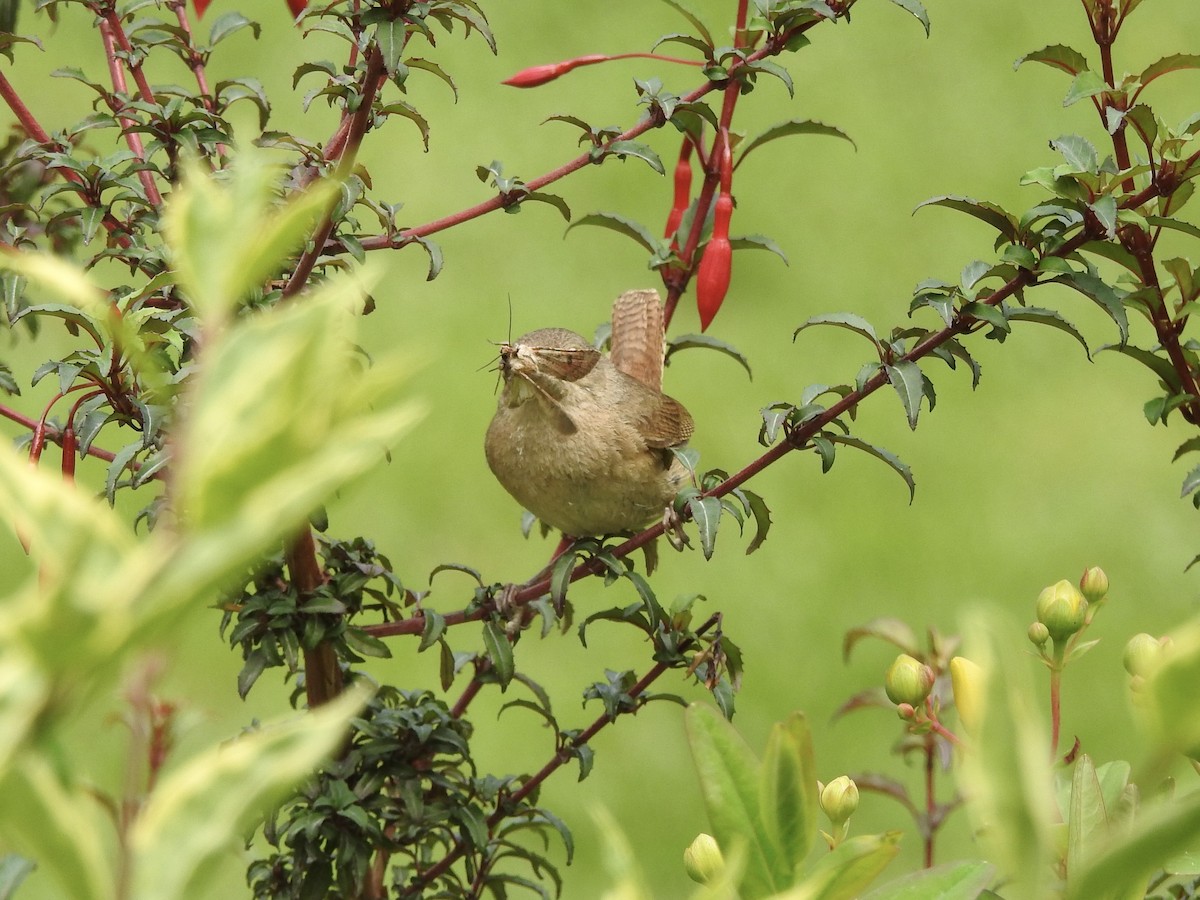 Southern House Wren - ML646656816