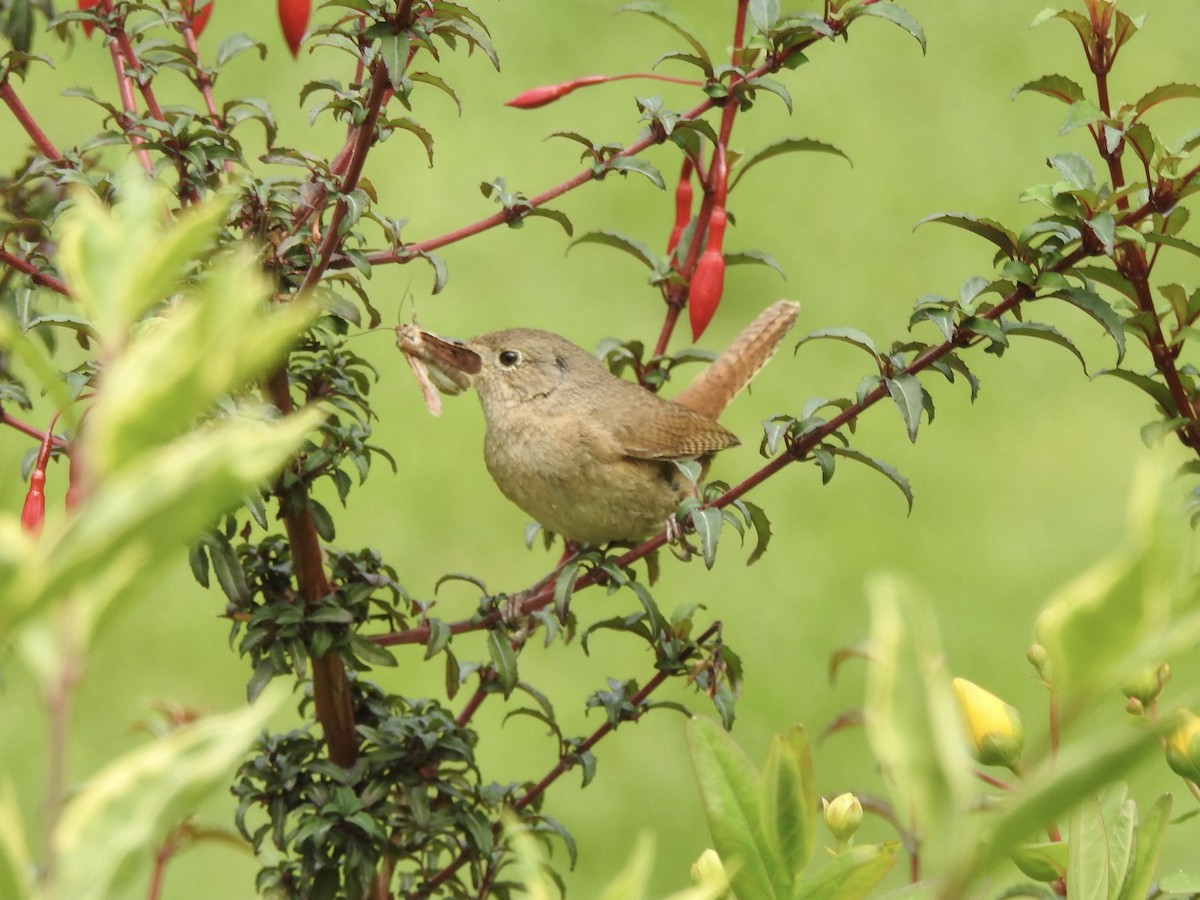 Southern House Wren - ML646656817