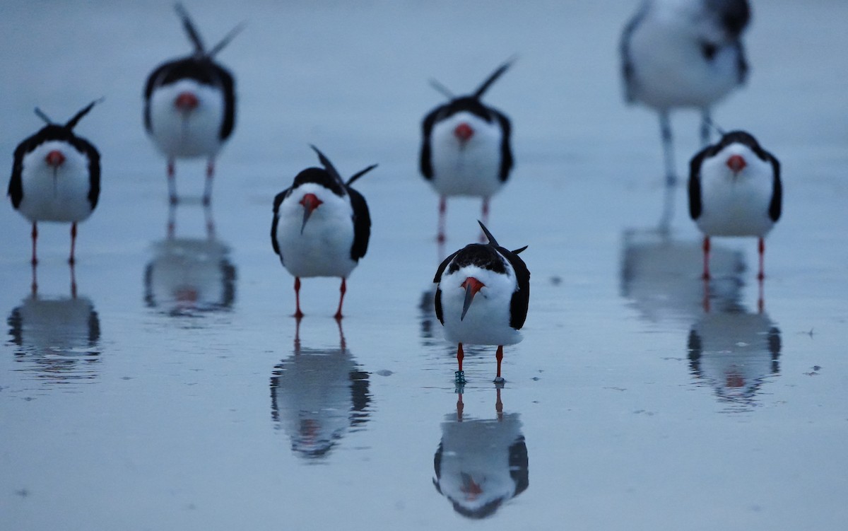 Aizturmoko amerikarra - ML646656820