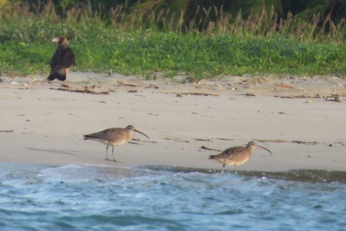 Hudsonian Whimbrel - ML646656821
