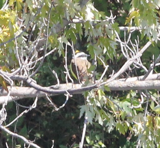 Schwefelmaskentyrann - ML646656822