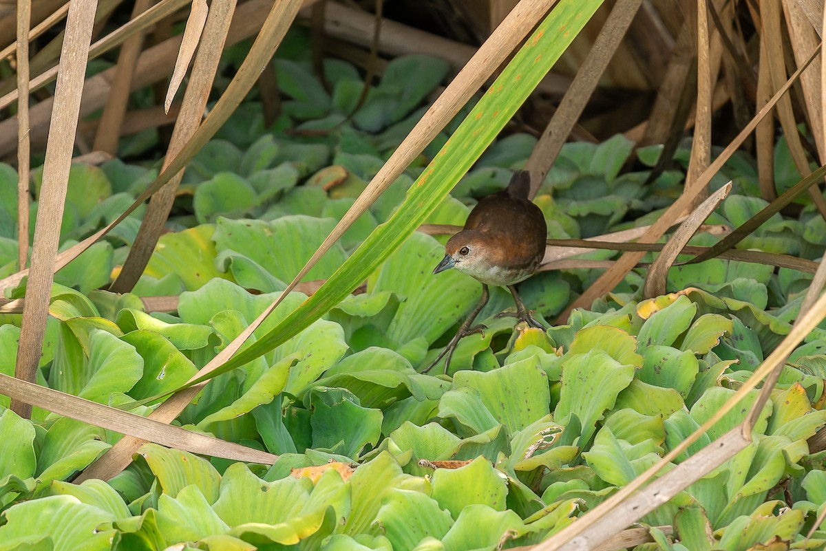 Погонич білогорлий - ML646656823