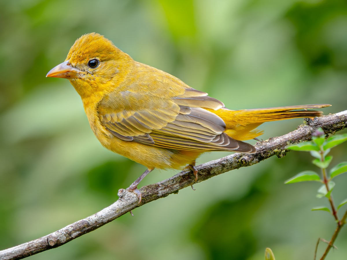 Summer Tanager - ML646656824