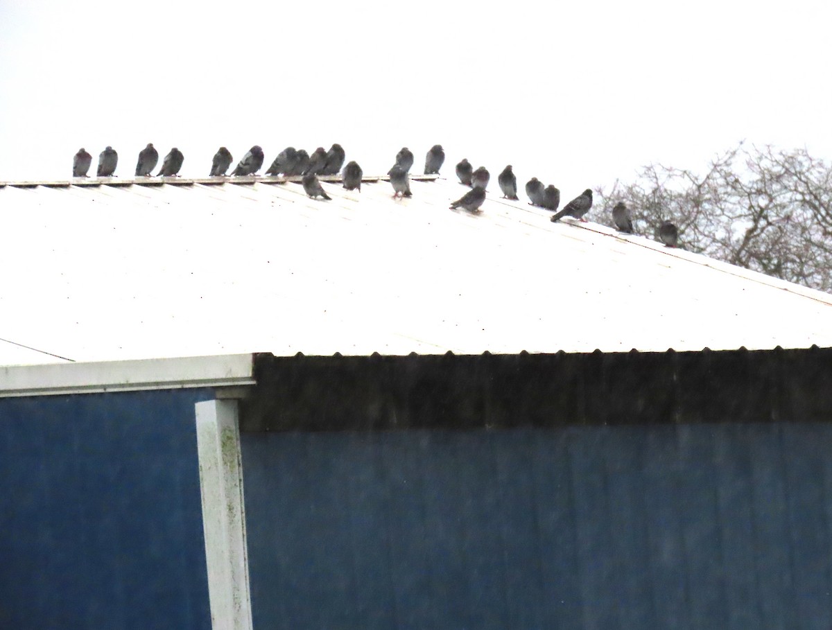 Paloma Bravía (variedad doméstica) - ML646656825