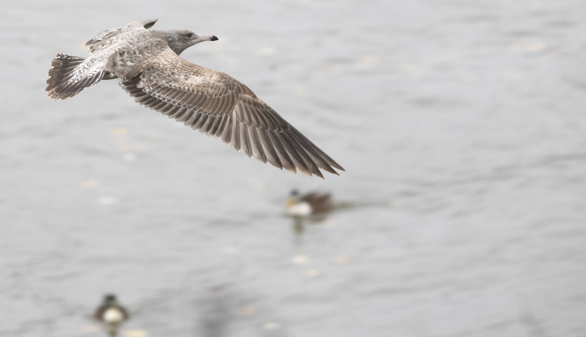 gull sp. - ML646656828