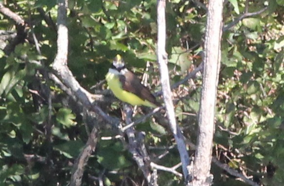 Schwefelmaskentyrann - ML646656829