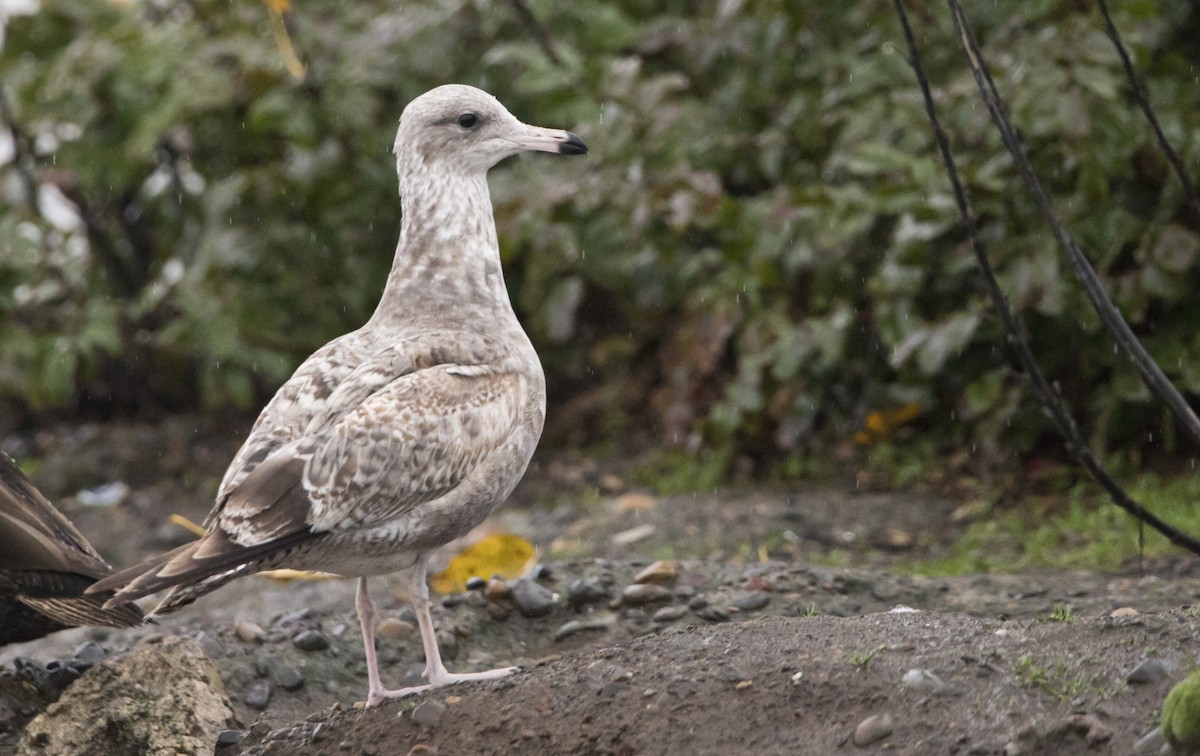 gull sp. - ML646656831