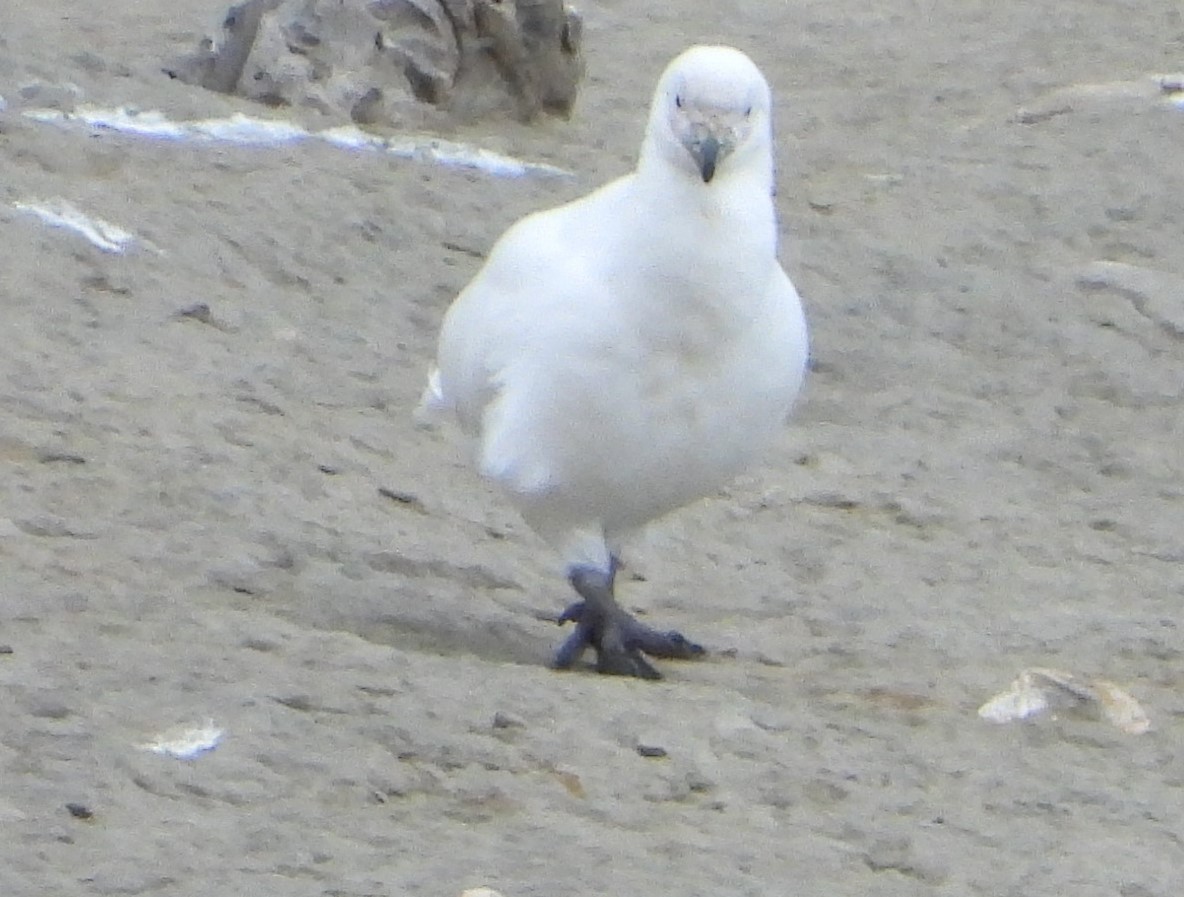 サヤハシチドリ - ML646656832