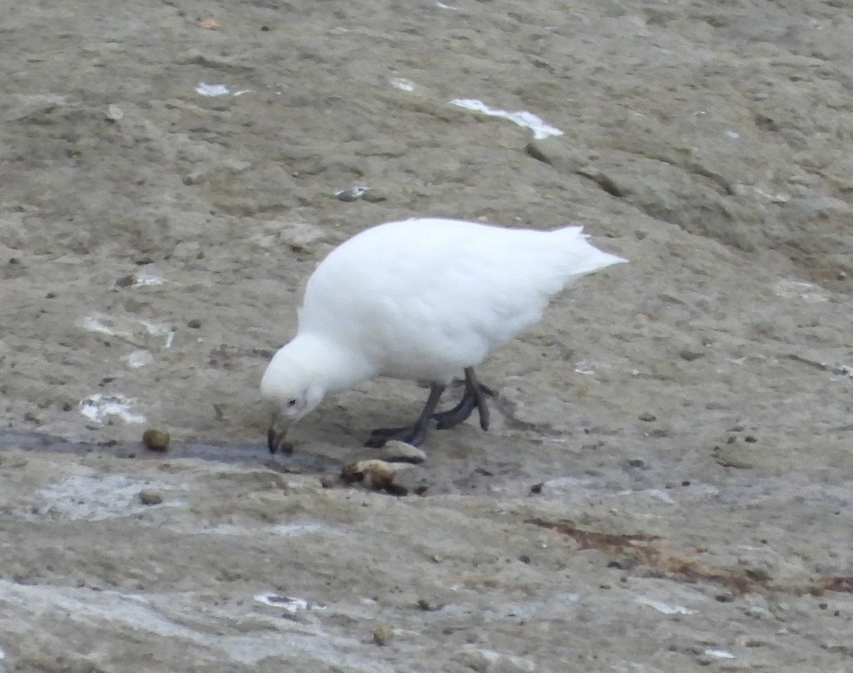 サヤハシチドリ - ML646656833