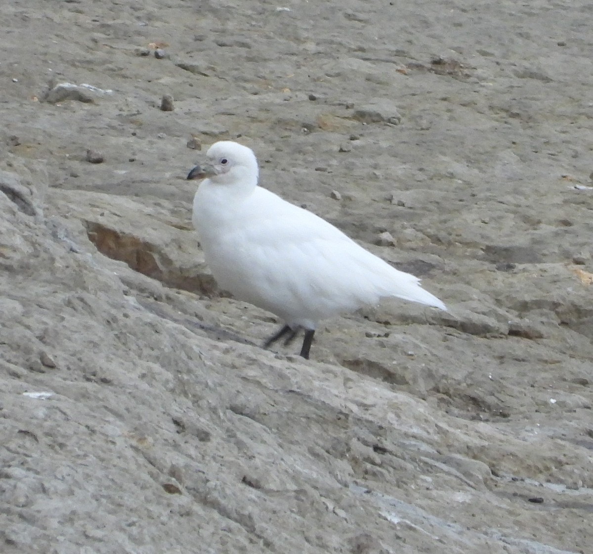 サヤハシチドリ - ML646656834