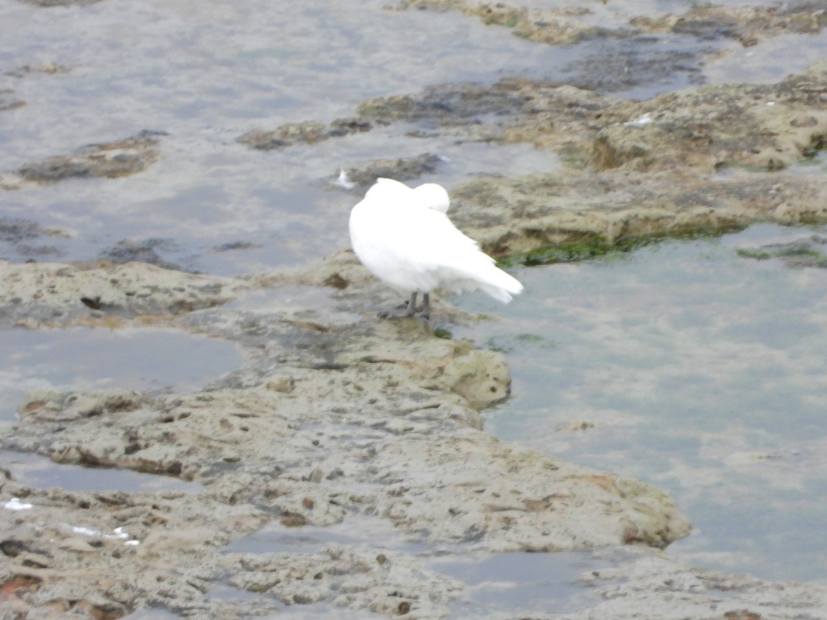 サヤハシチドリ - ML646656835