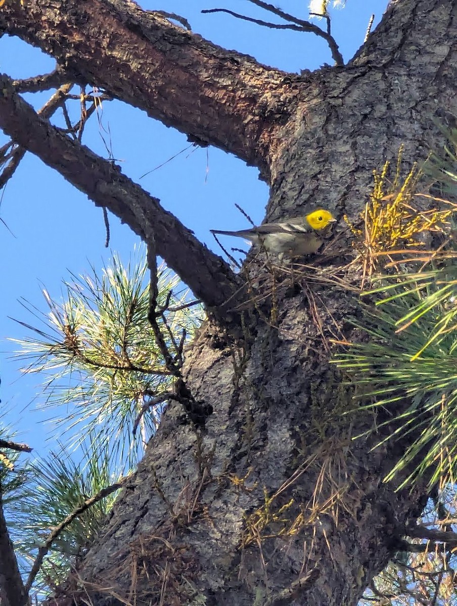 Paruline à tête jaune - ML646656836