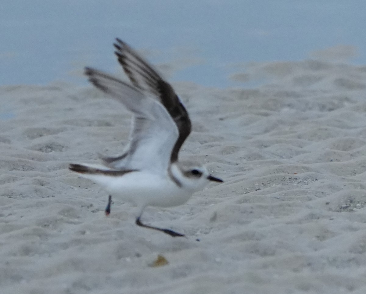 Snowy Plover - ML646656838