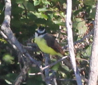 Schwefelmaskentyrann - ML646656839