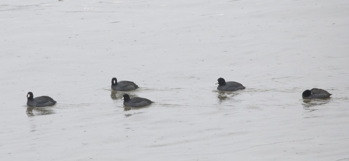 American Coot - ML646656840